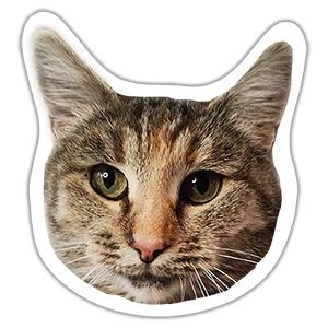 Кошка Халвуша