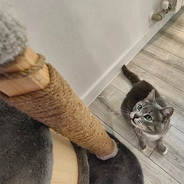 Фотография котика Серёжи