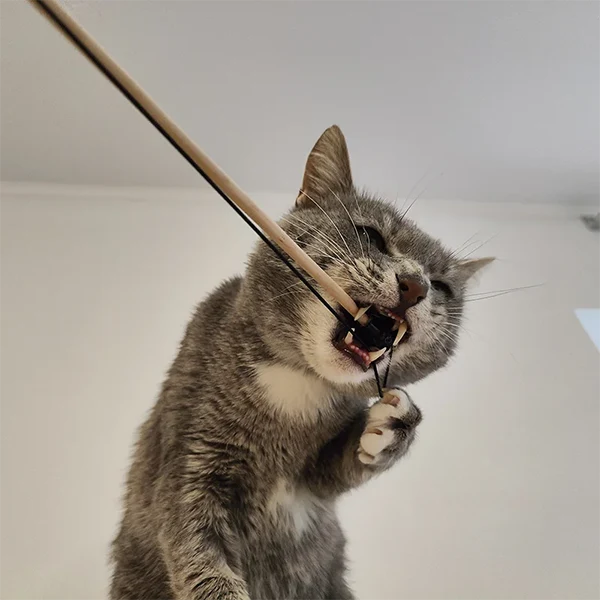Фотография котика Серёжи
