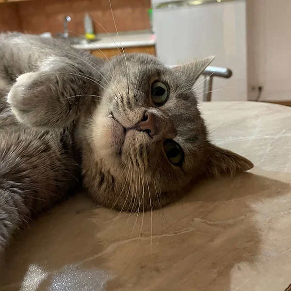 Фотография котика Серёжи