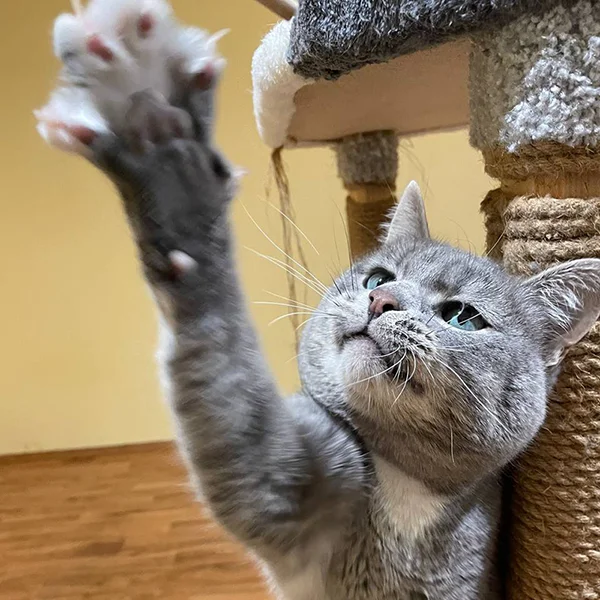 Фотография котика Серёжи