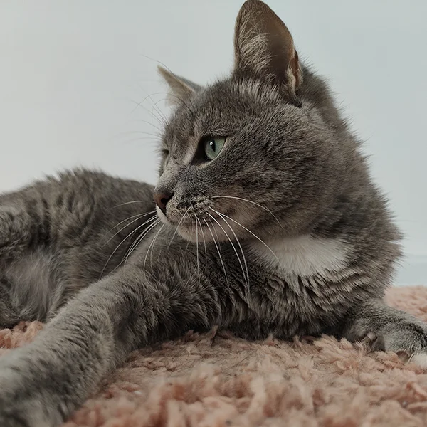 Фотография котика Серёжи