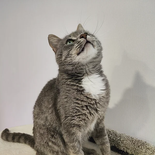 Фотография котика Серёжи
