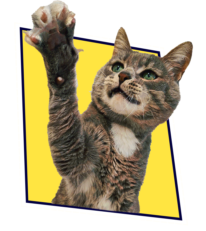 Котик Серёжа говорит вам привет!
